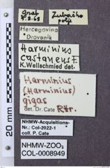 Etiketten zu Harminius gigas (NHMW-ZOO-COL-0008949)